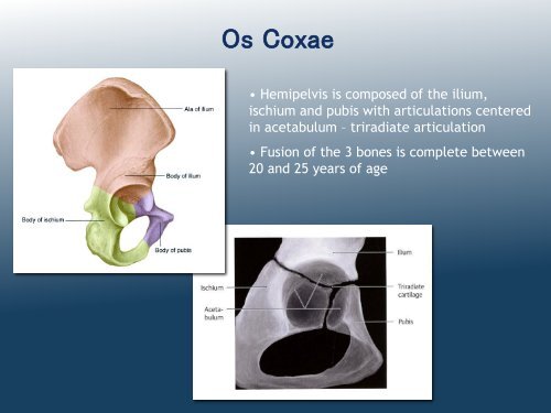 Organization of Lower Limb (MK Eastman) PDF - Ohio University ...