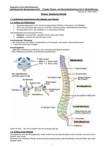 Thema: Anatomie Rumpf - Fachbereich Sportwissenschaft der ...