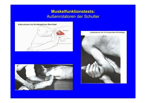 Anatomie des Bewegungsapparates (Skript, Teil II: Funktionelle ...