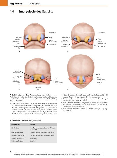 Embryologie des Gesichts