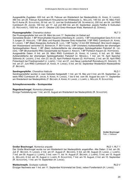 ornithologische berichte aus dem mittleren elstertal - Verein ...