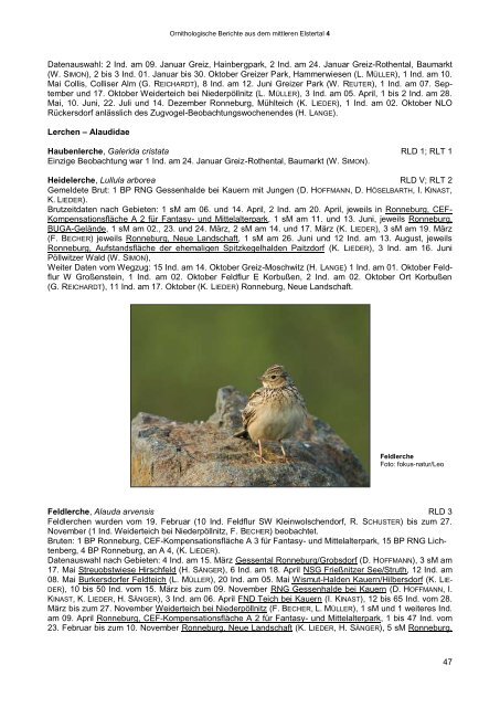 ornithologische berichte aus dem mittleren elstertal - Verein ...