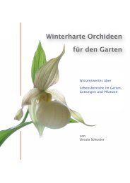 Winterharte Orchideen für den Garten - Ursula Schuster