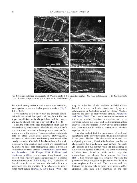 Seed surface morphology in some representatives of the Genus ...