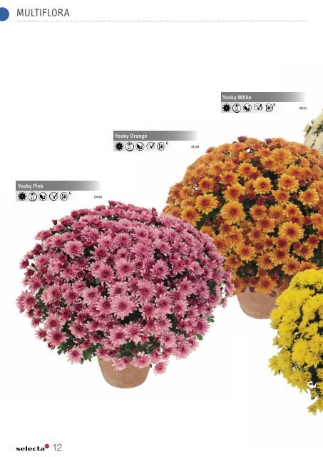 Selecta Perennials and Chrysanthemum South Europe 2021