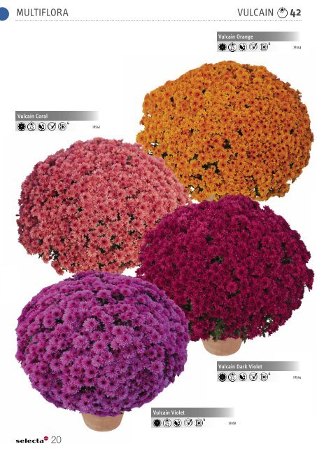 Selecta Perennials and Chrysanthemum South Europe 2021