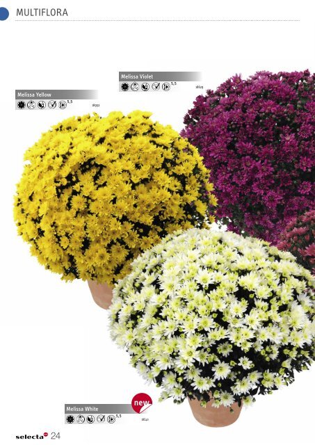 Selecta Perennials and Chrysanthemum South Europe 2021