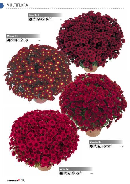 Selecta Perennials and Chrysanthemum South Europe 2021