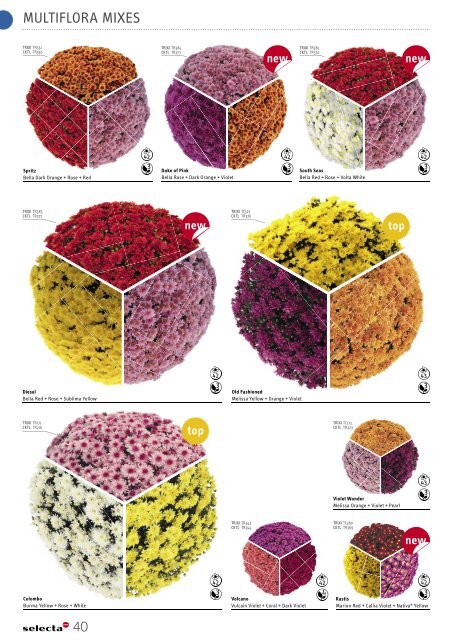 Selecta Perennials and Chrysanthemum South Europe 2021