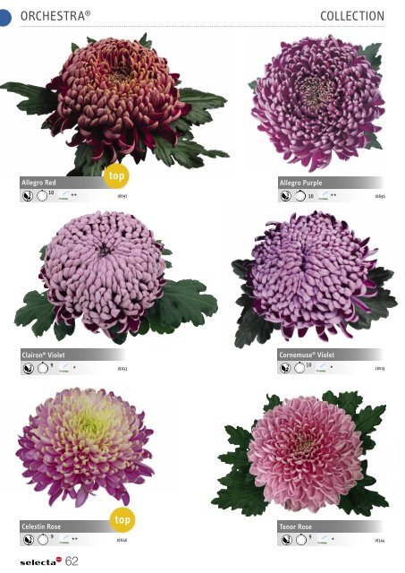 Selecta Perennials and Chrysanthemum South Europe 2021