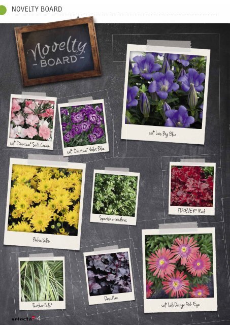 Selecta Perennials and Chrysanthemum South Europe 2021