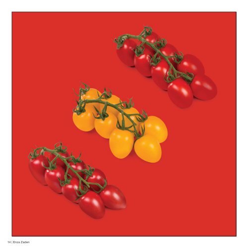 Brochure Tomato 2020 