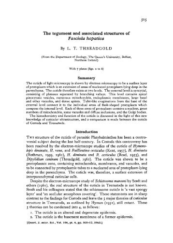 The tegument and associated structures of Fasciola hepatica