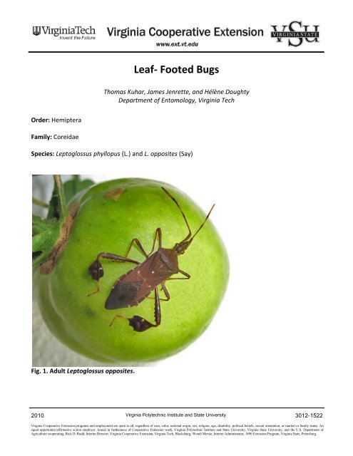 Leaf Footed Bugs Virginia Tech
