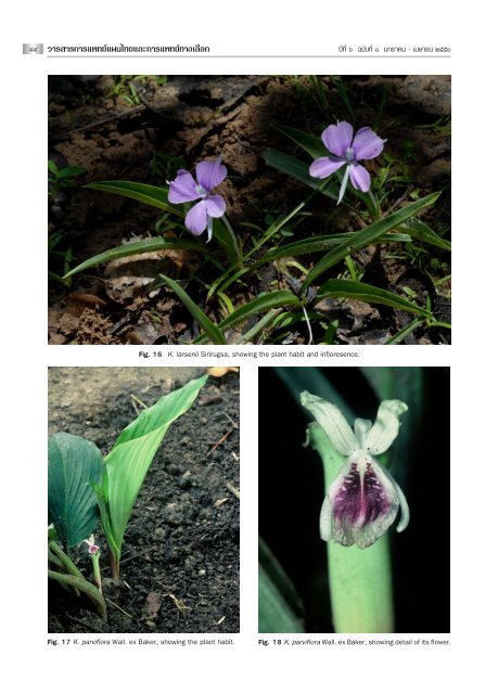Notes on the genus Kaempferia L. (Zingiberaceae) in Thailand