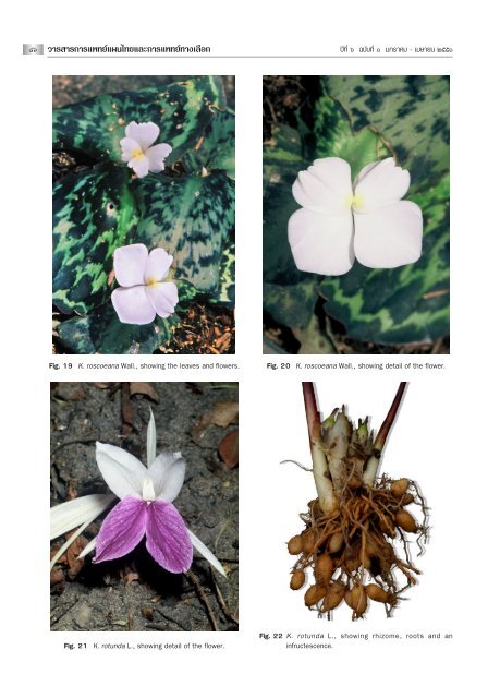 Notes on the genus Kaempferia L. (Zingiberaceae) in Thailand