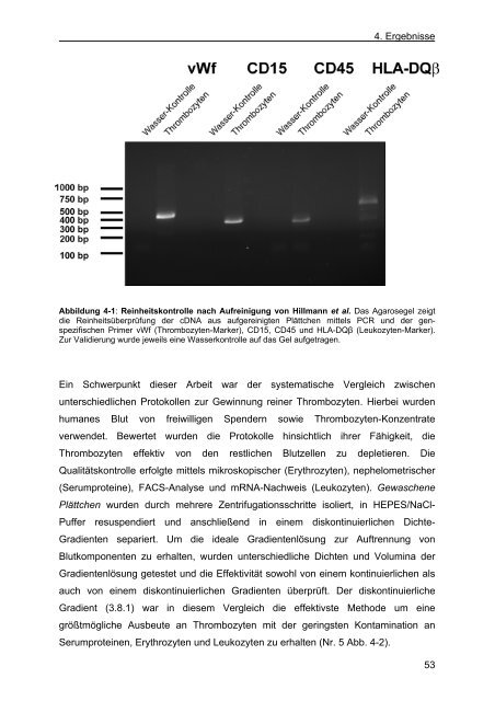 charakterisierung von organellen und signalwegen des thrombozyten