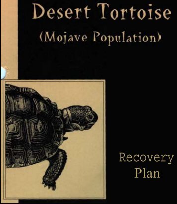 Desert Tortoise (Mojave Population) Recovery Plan