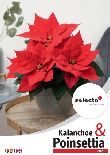 selecta Kalanchoe und Poinsettia 2021 SE