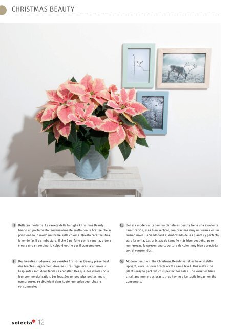 selecta Kalanchoe und Poinsettia 2021 SE