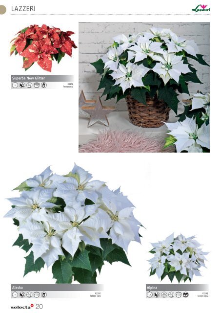 selecta Kalanchoe und Poinsettia 2021 SE