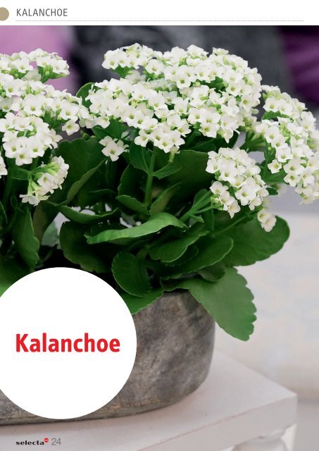 selecta Kalanchoe und Poinsettia 2021 SE