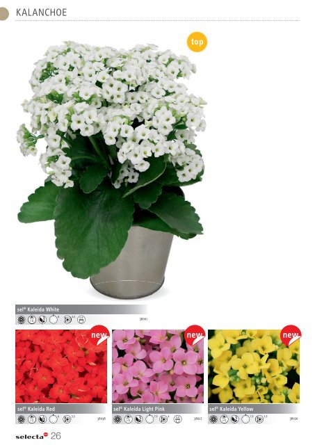 selecta Kalanchoe und Poinsettia 2021 SE