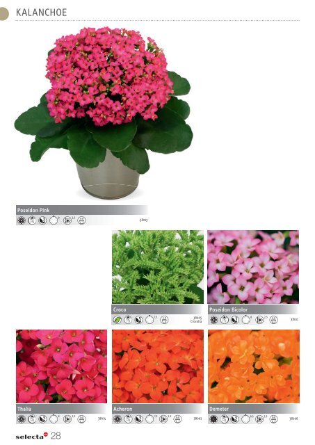 selecta Kalanchoe und Poinsettia 2021 SE