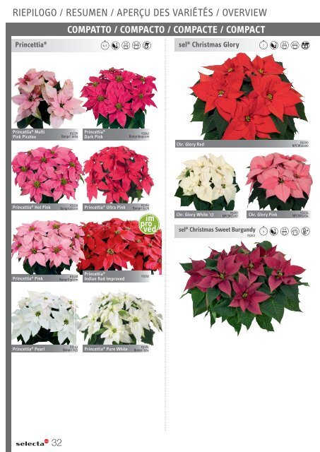 selecta Kalanchoe und Poinsettia 2021 SE