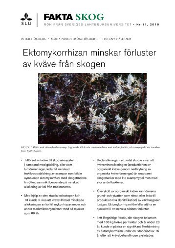 Ektomykorrhizan minskar förluster av kväve från skogen - Sveriges ...