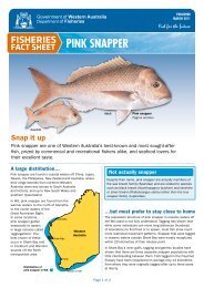Pink Snapper Fact Sheet - Department of Fisheries