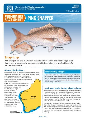 Pink Snapper Fact Sheet - Department of Fisheries