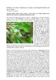 Kolibris in Ecuador: Edelsteine der Anden, der ... - Ecuador Discover