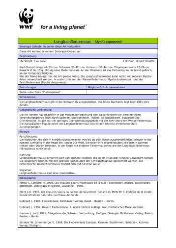 Langfussfledermaus - Myotis capaccinii - WWF Schweiz