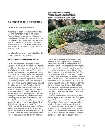 4.5 Reptilien der Trockenrasen - pannonische Steppen- und ...