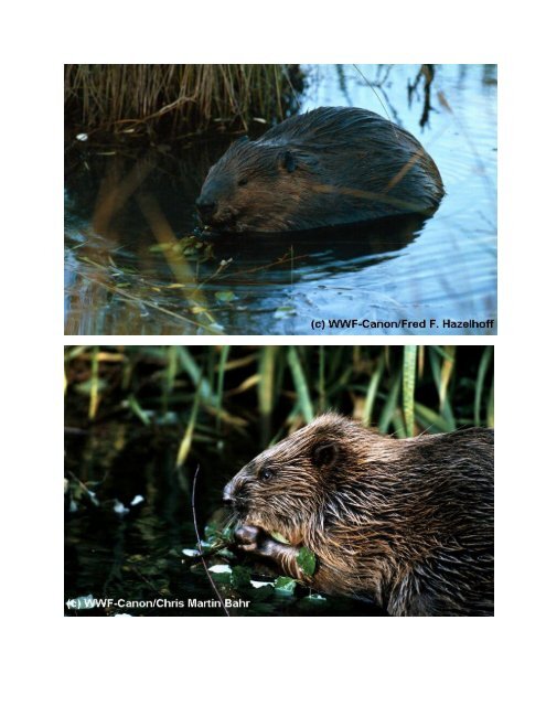 Den Vortrag halten - WWF Schweiz