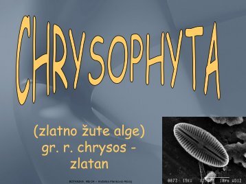 (zlatno žute alge) gr. r. chrysos - zlatan