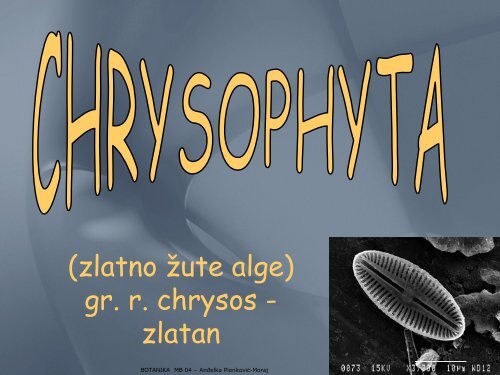 (zlatno žute alge) gr. r. chrysos - zlatan