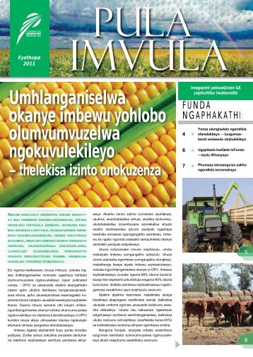 Umhlanganiselwa okanye imbewu yohlobo ... - Grain SA