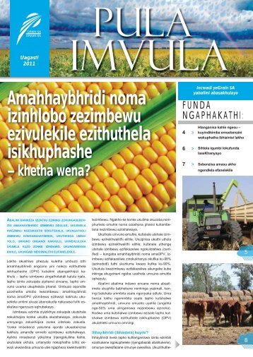 Amahhaybhridi noma izinhlobo zezimbewu ezivulekile ... - Grain SA