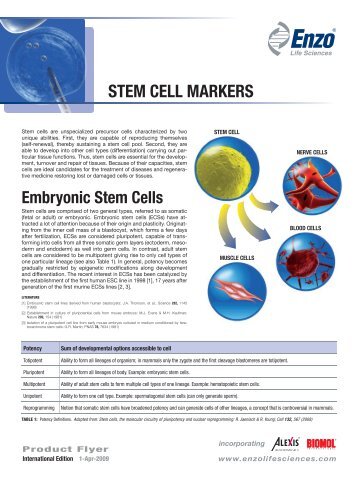 StEm cEll mArKErS - Enzo Life Sciences