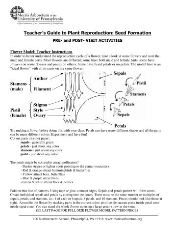 Teacher's Guide to Plant Reproduction: Seed Formation Sepals