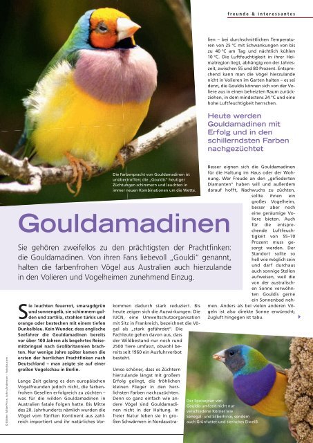 Gouldamadinen - Alles für Tiere