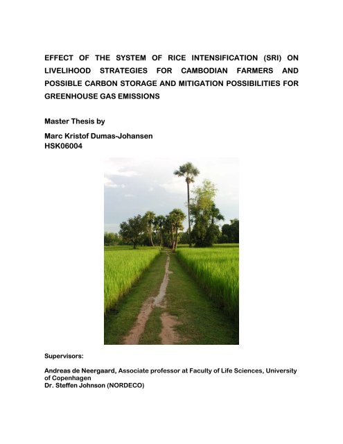 EFFECT OF THE SYSTEM OF RICE INTENSIFICATION (SRI) ON ...