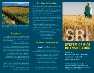 SRI-Rice brochure - The System of Rice Intensification - Cornell ...