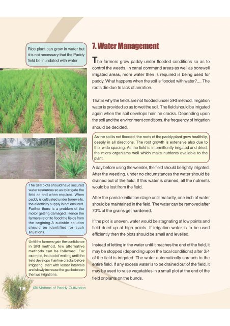 SRI Method of Paddy Cultivation - WASSAN