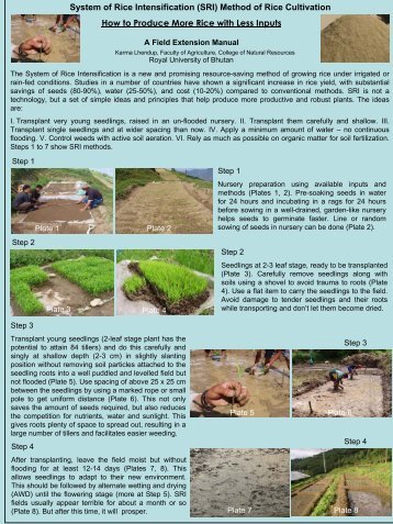 System of Rice Intensification (SRI) Method of Rice Cultivation How ...