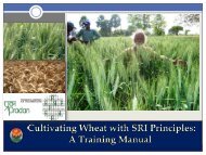 Cultivating Wheat with SRI Principles - The System of Rice ...