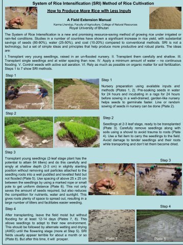 System of Rice Intensification (SRI) Method of Rice Cultivation How ...
