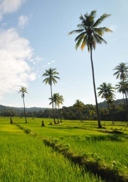 CookingTimor-Leste